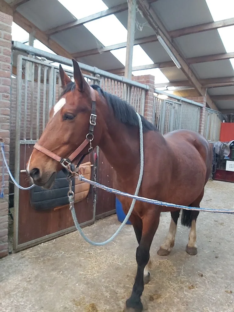 Hengstenhouderij & Fokstal Rick Jansen - foto 3