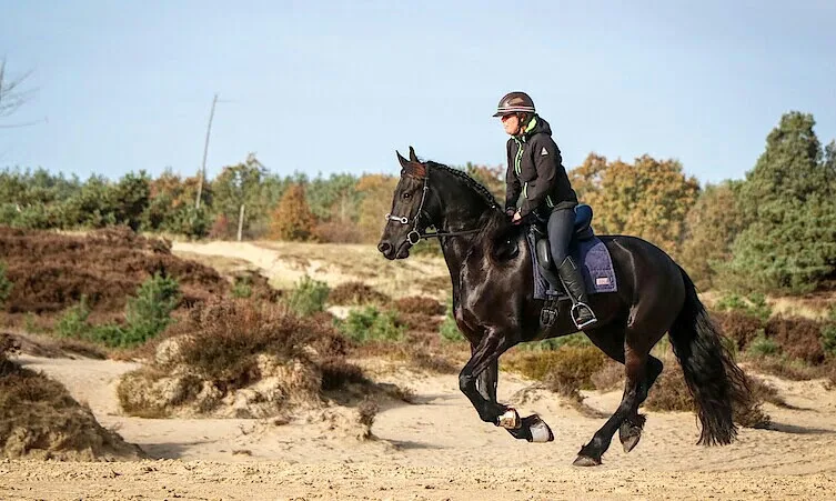 Manege de Hjouwer - foto 2