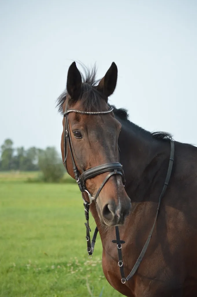 VV Stables Wijdenes - foto 1
