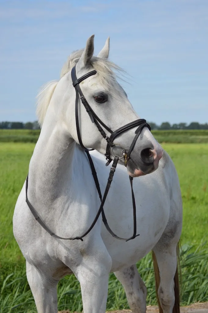 VV Stables Wijdenes - foto 2