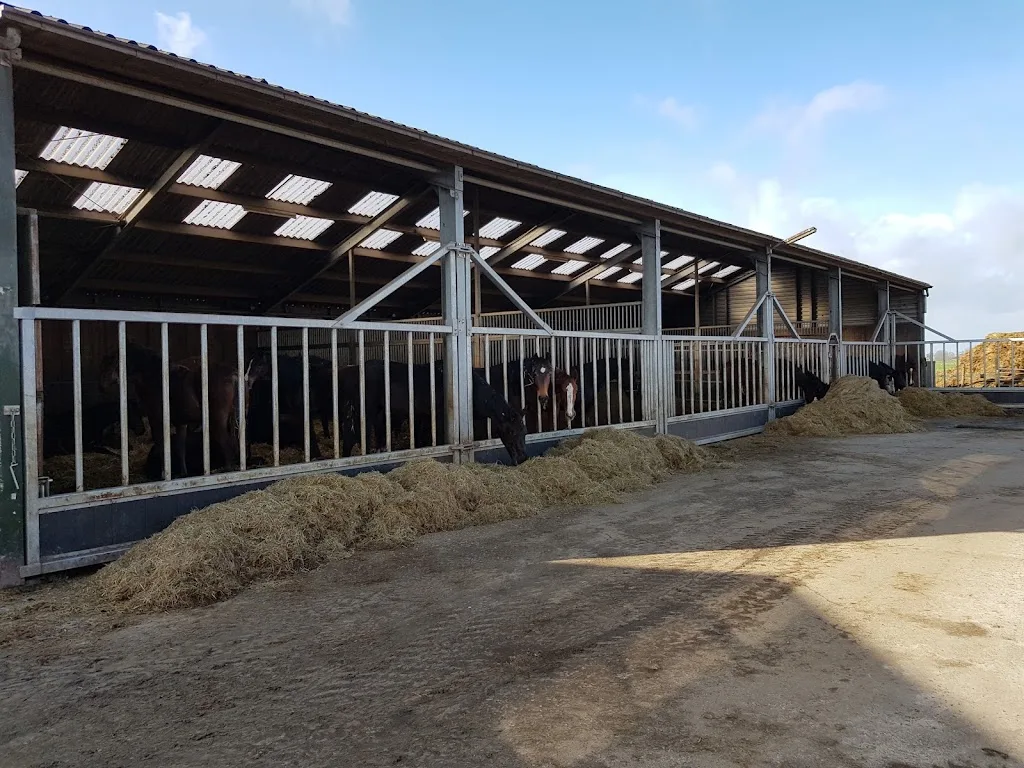 Paardenopfokbedrijf 'De Burd' - foto 2