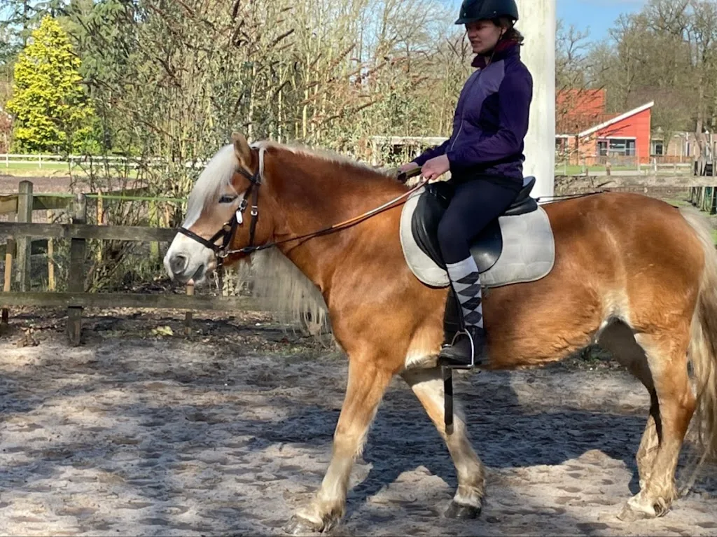 Holzik Stables - foto 2