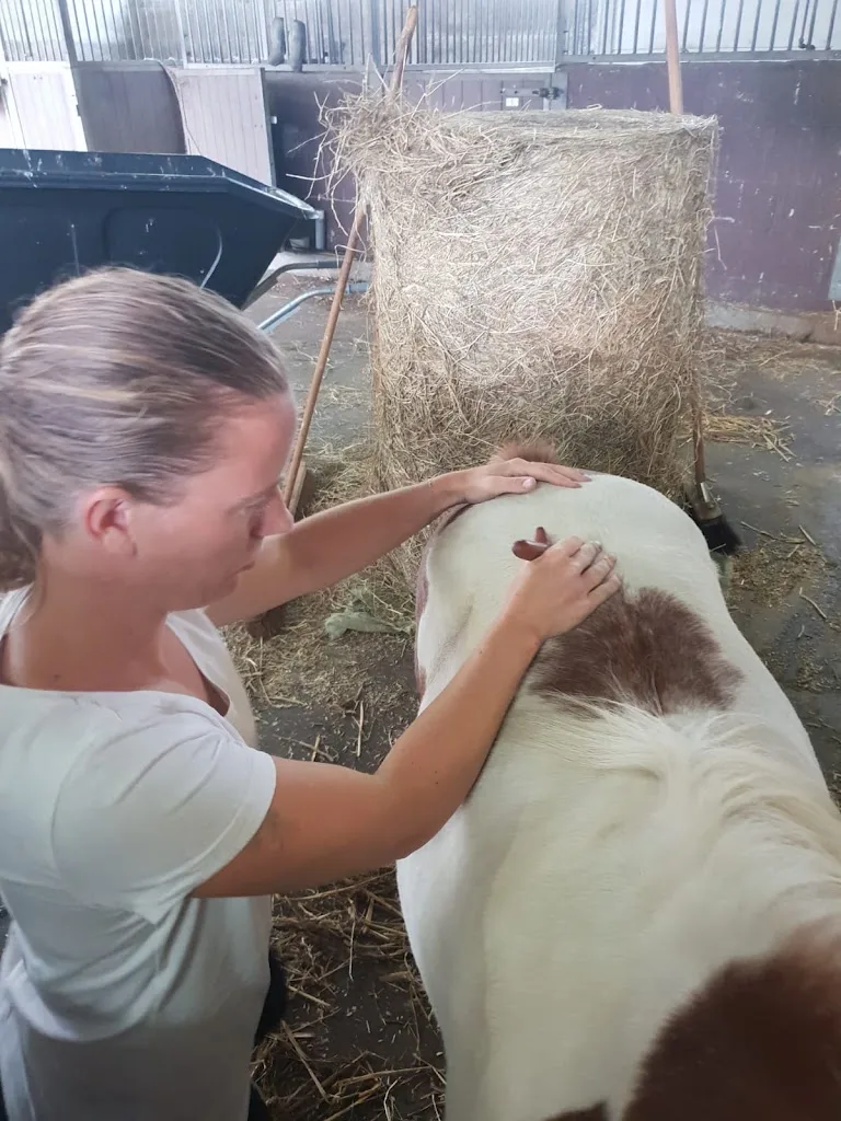 Stal Vrije Paarden / Criollo de la Nena - foto 3