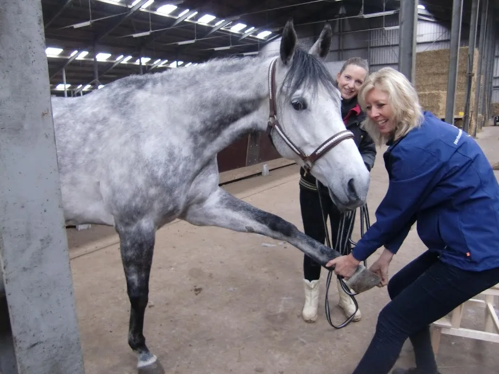 Paardenmassage Drenthe - foto 1