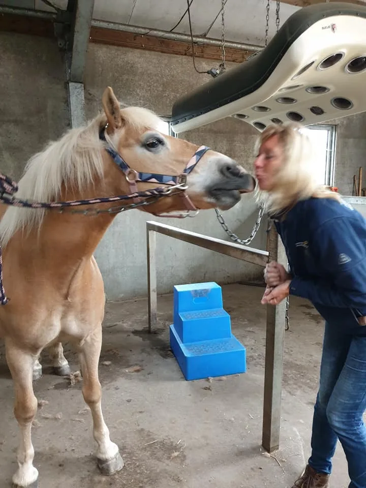 Paardenmassage Drenthe - foto 2