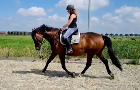 Stal Hoogenraat - foto 1
