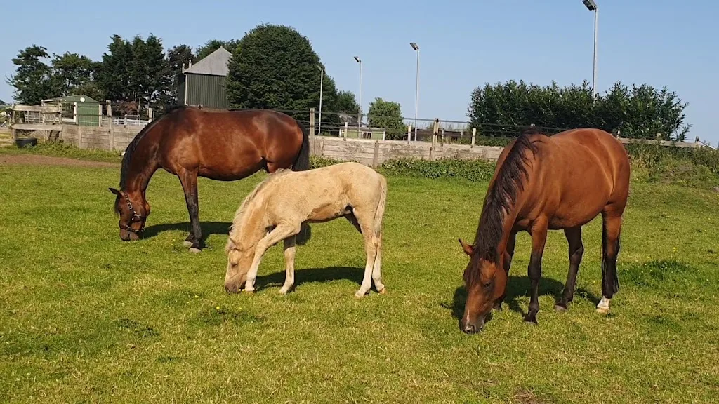 Stal Diamond Horses - foto 1