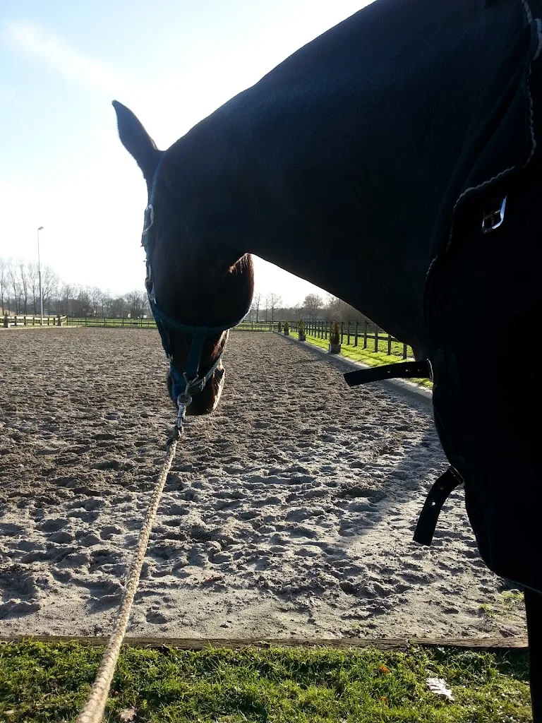 Unlimited Stables - foto 1