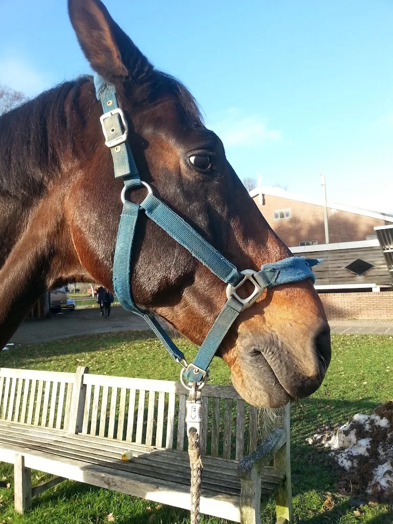 Unlimited Stables - foto 2