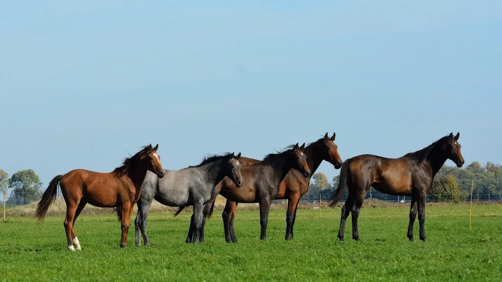 Velvet Stables BantPensionstal - foto 1
