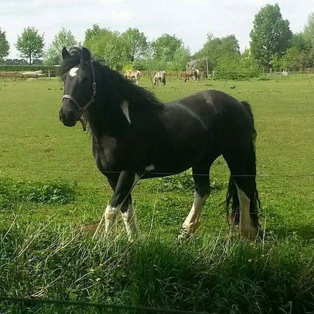Hippisch Centrum "Kapelhoeve" - foto 2