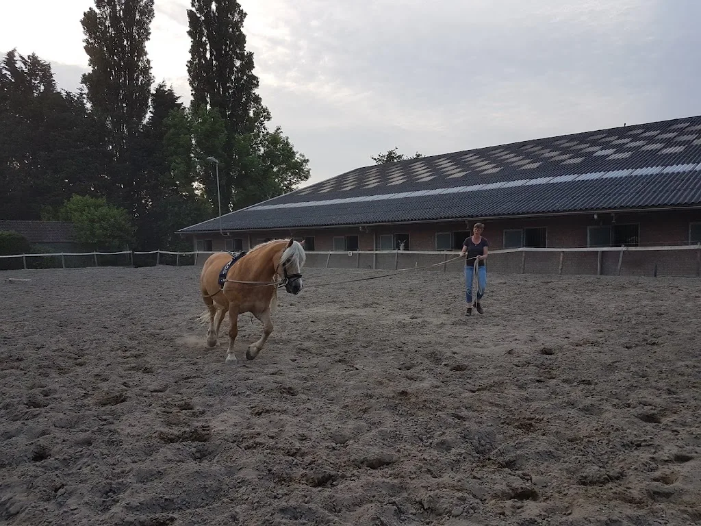 Manege Pensionstal De Hooge Stee - foto 1
