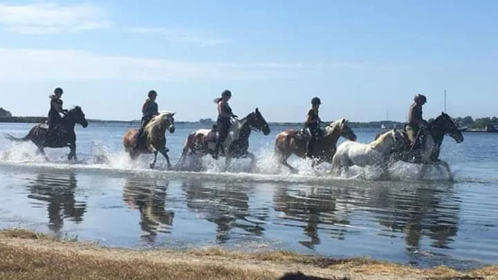 Paardenpraktijk Wolphaartsdijk - foto 1