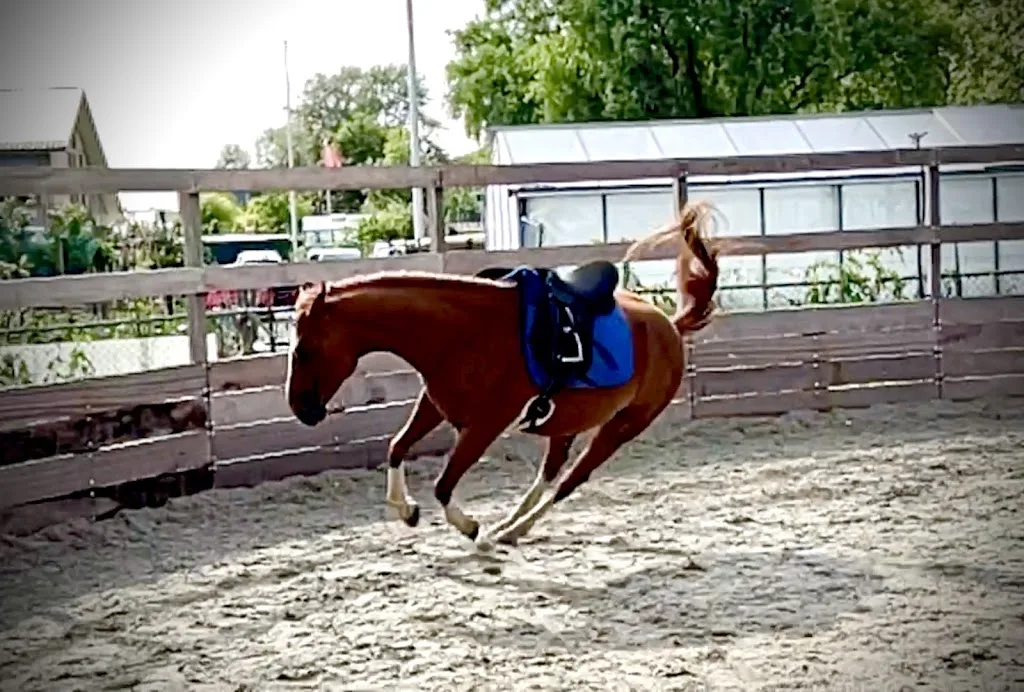 Fair to Horses - foto 1