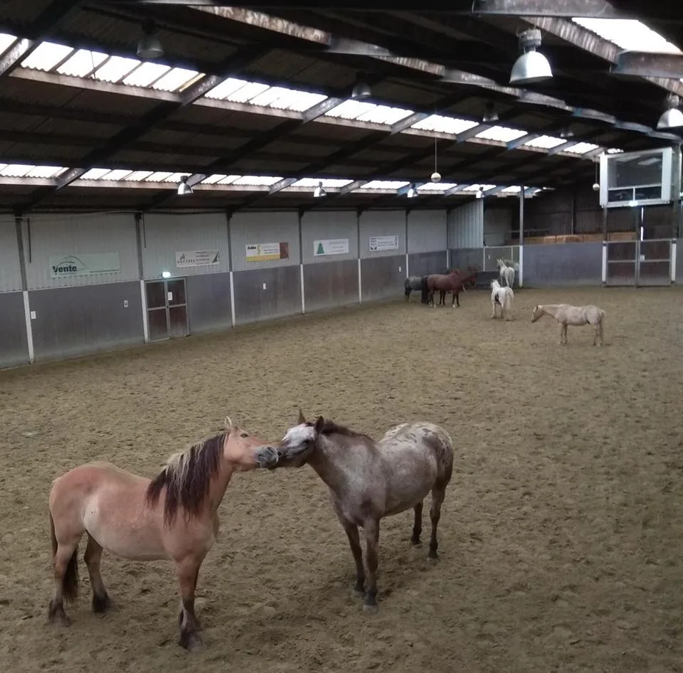 Fair to Horses - foto 2