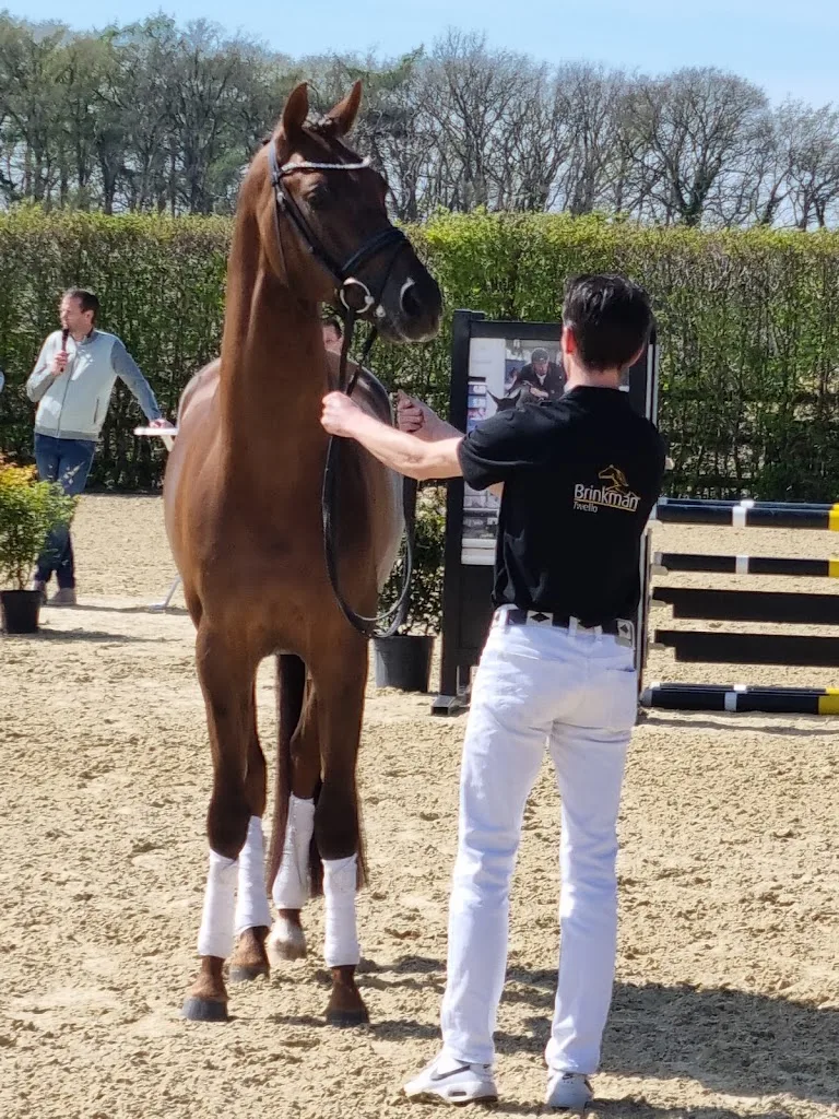 Brinkman Horses ( Spring- en africhtingsstal Eddie Brinkman ) - foto 1