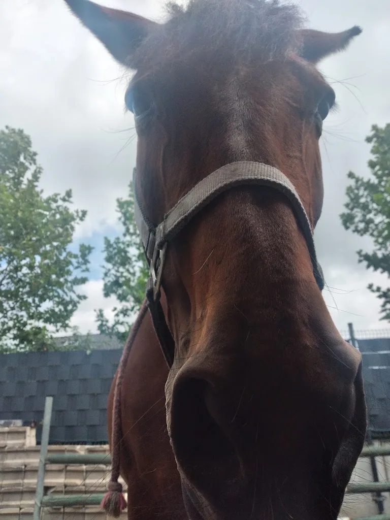 Manege de spoorruiters - foto 1