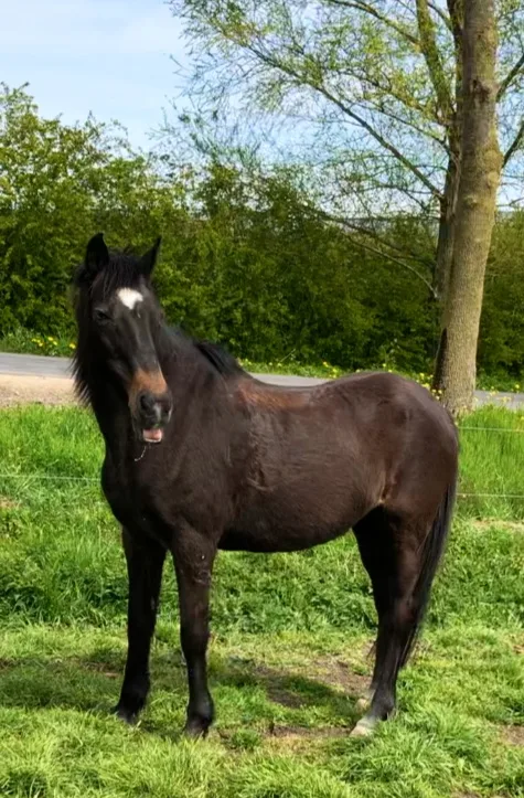 Manege de spoorruiters - foto 2