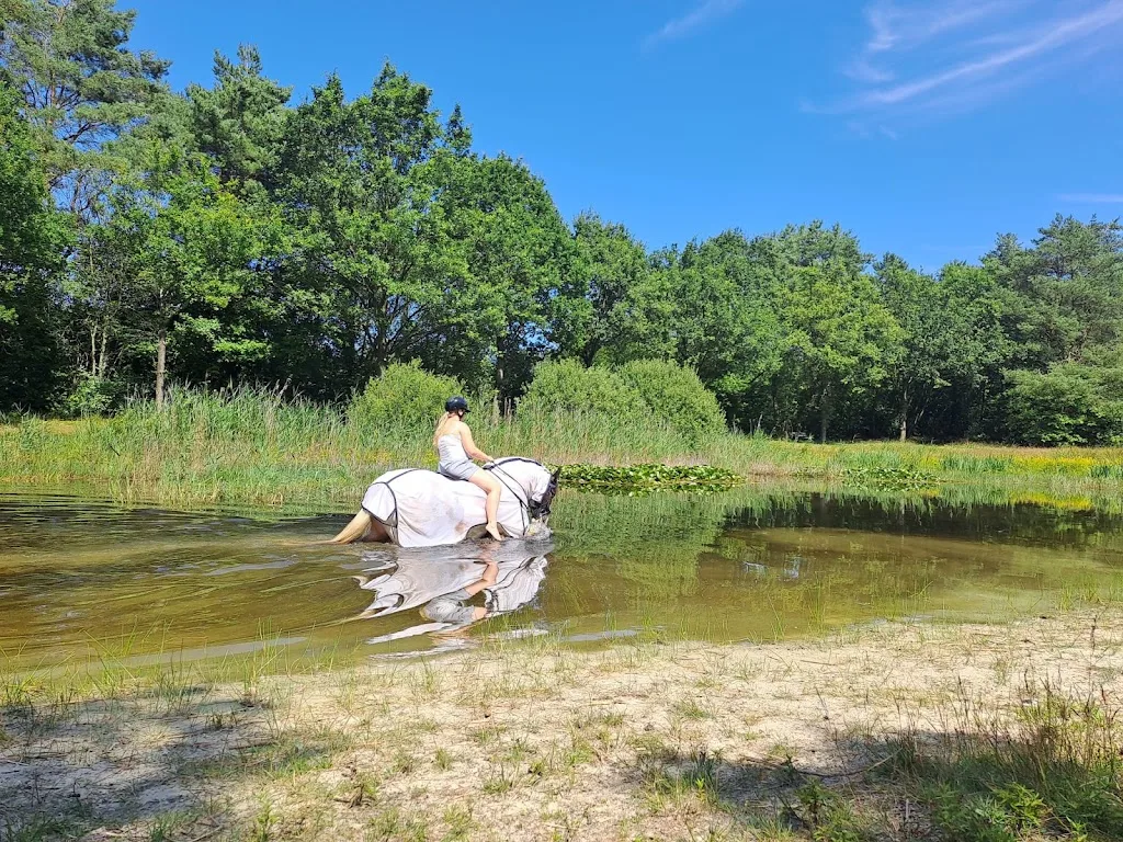 Paardenpension Ruiterlust - foto 3