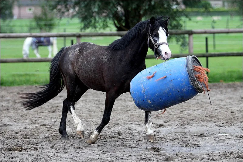 Pensionstal "Rijo's Hoeve" - foto 3