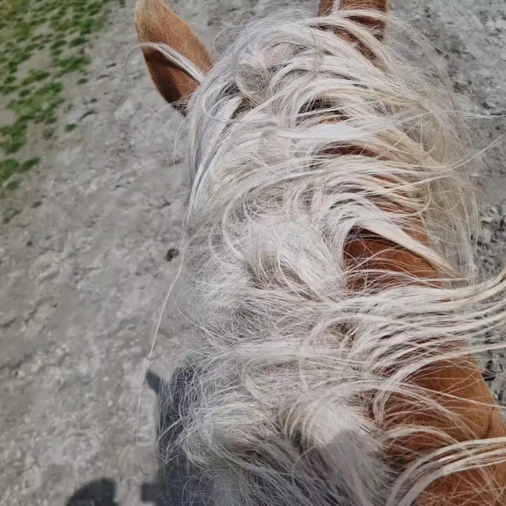 Hollumer Trap | Paardrijden op het strand Ameland 🐎 - foto 2