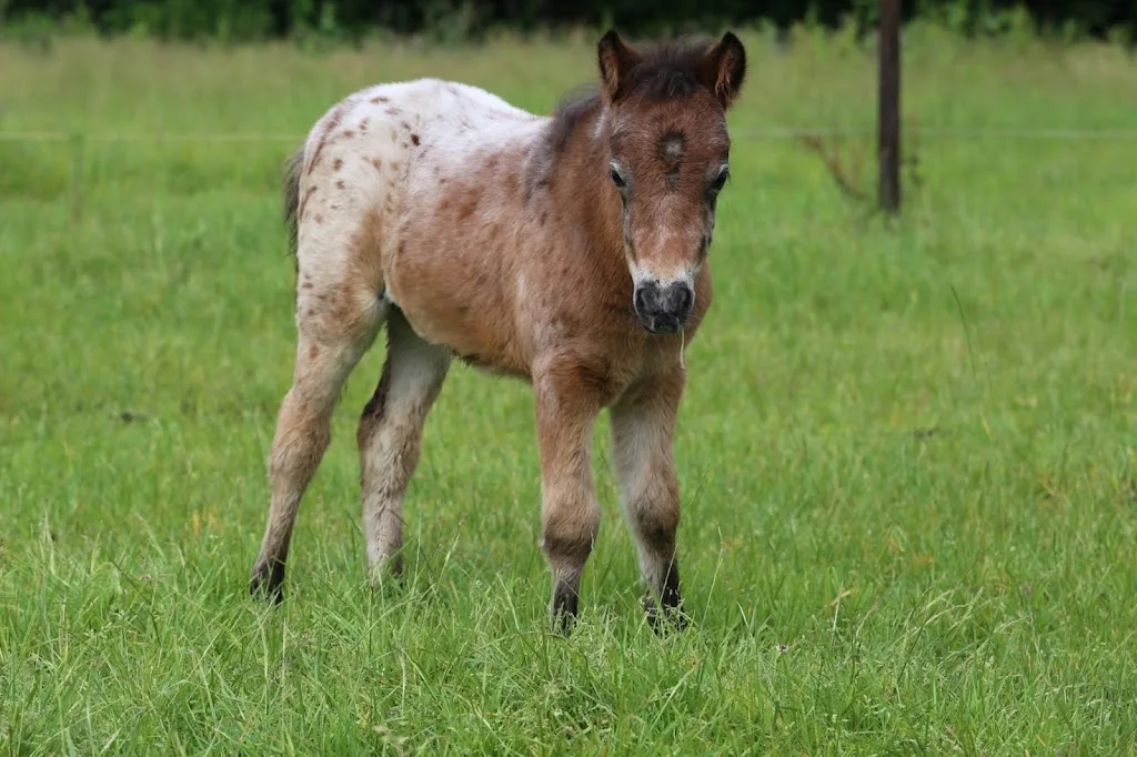 Stal Yellowhoeve paardencoaching en appaloosa fokkerij - foto 2
