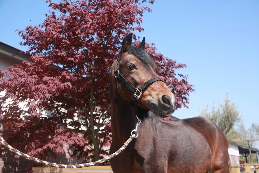 Manege 't Halster - foto 2
