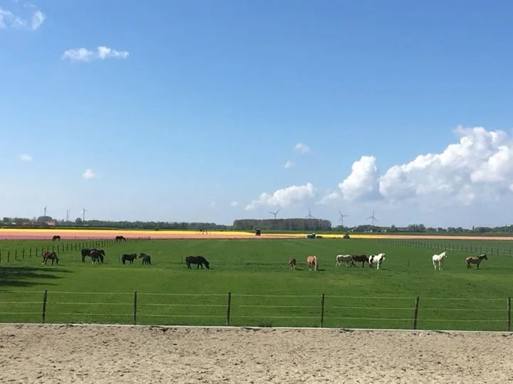 Paardenrusthuis De Kranendijk - foto 2