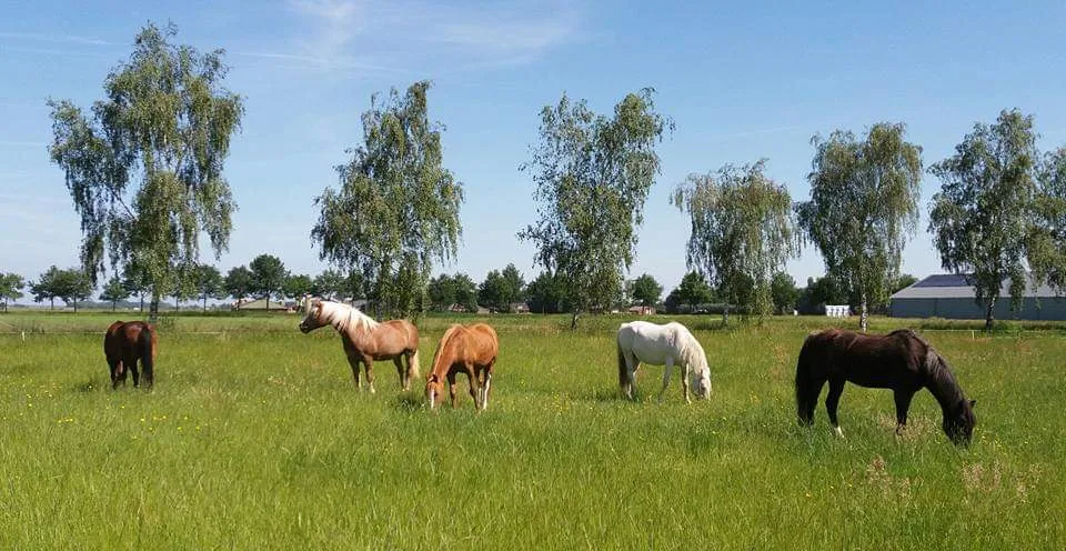 Horseland Zwaluwe - foto 2