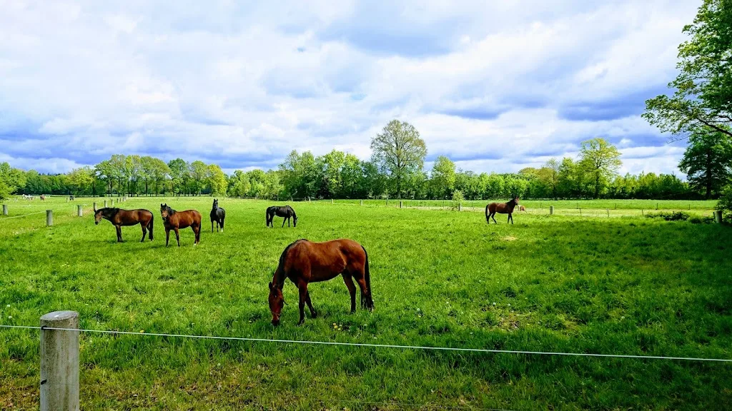 V.O.F. Paardenhouderij Reilink - foto 1
