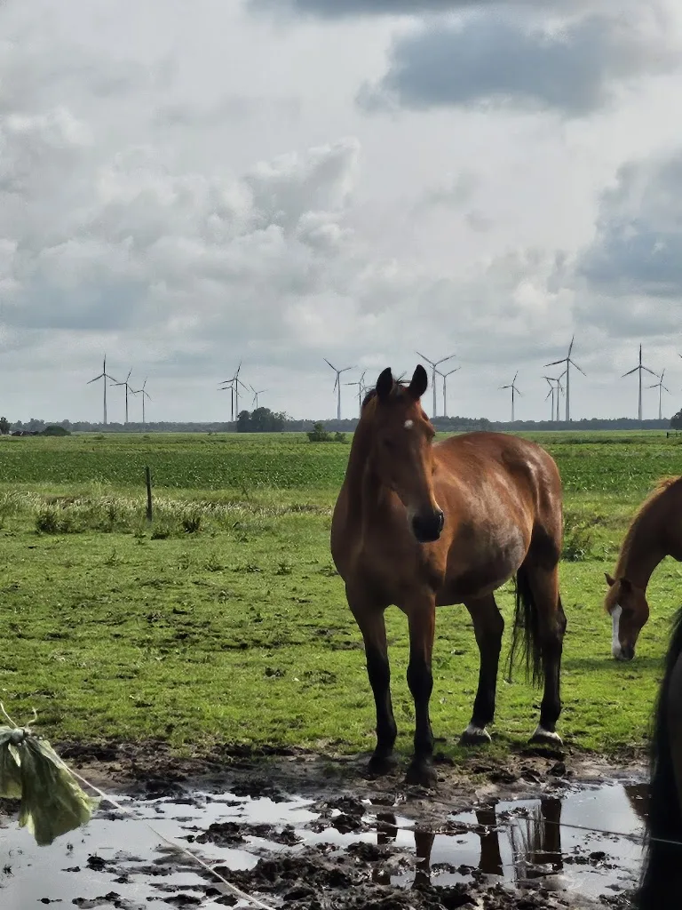 Help with Horses - foto 3