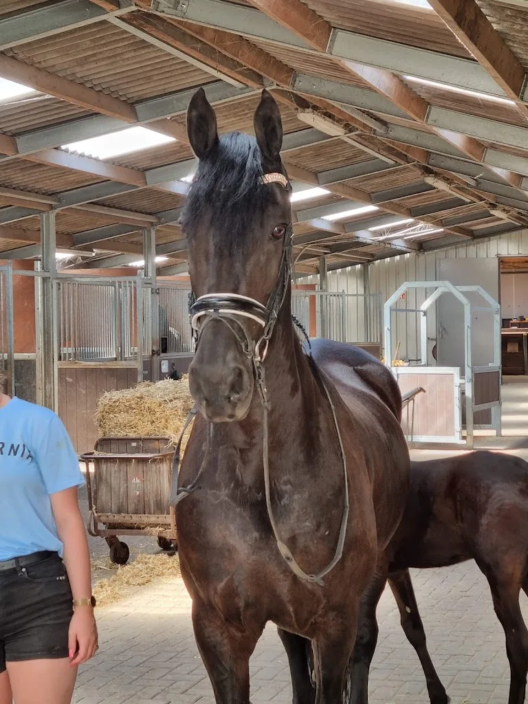Paardensportvereniging "de Fivelruiters" - foto 1