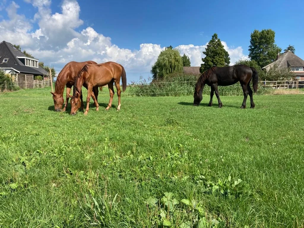 KDG Friesian Horses - foto 2