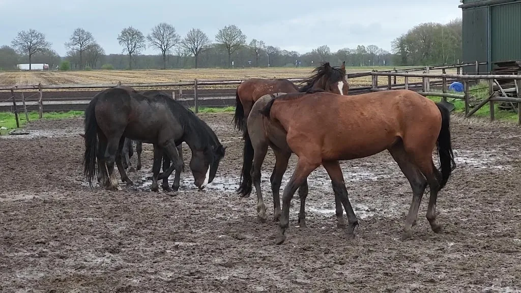 Renate Beuving Sportpaarden en Instructie - foto 2