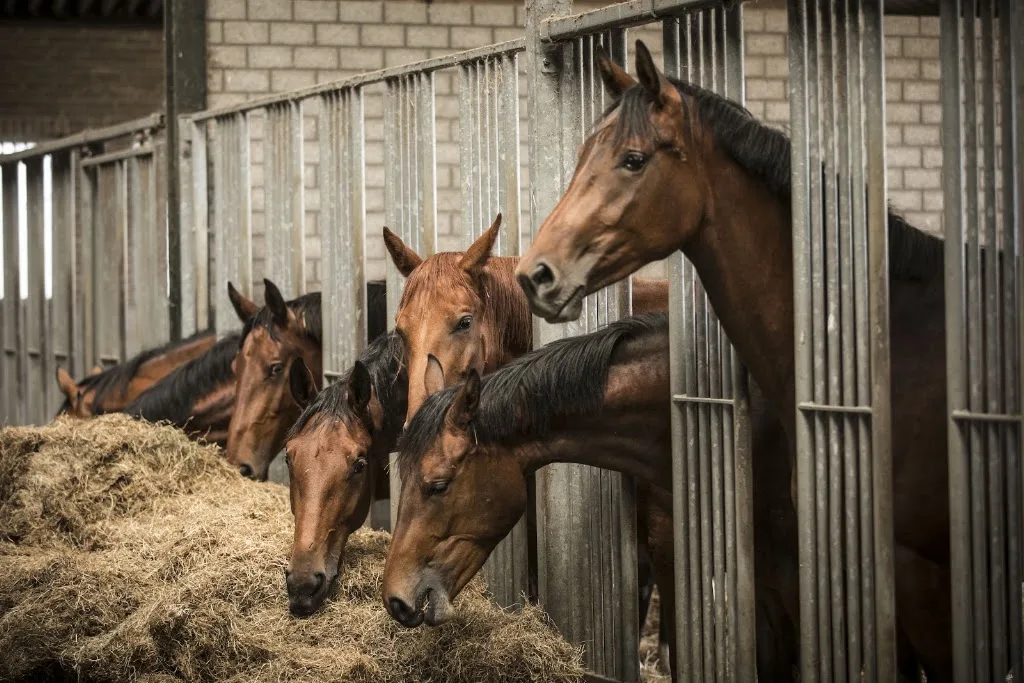 Stal "De Margaretha Hoeve" - foto 1