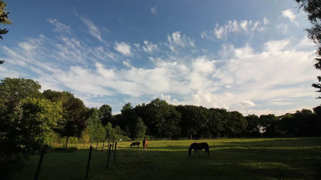 Stal Dijkzicht - foto 1