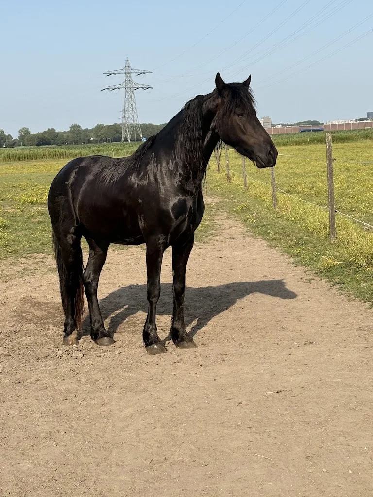 Stal Het Kroontje - foto 3