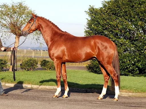 STAL JOPPE - foto 1
