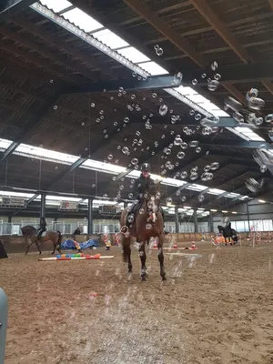 Equi Joy Traning