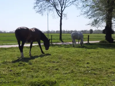 Dressuurstal Deurze
