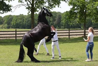 SD Stables