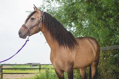 MKH Horses