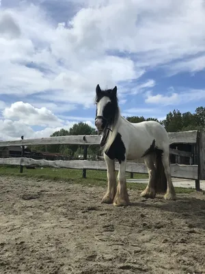 Natuurlijk Met Je Paard