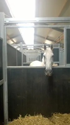 Manege Veerkracht