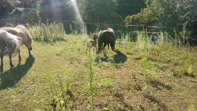Springstal 't Bergse Bos