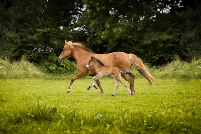 Nýttland IJslandse Paarden