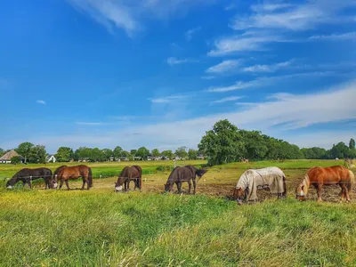Horses of the Olympus