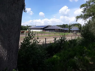 Cloverleaf Stables