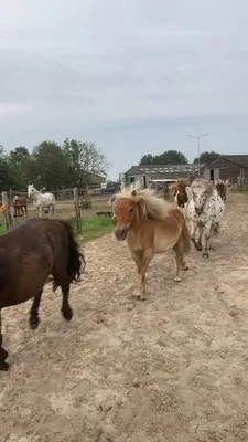 De Smulhoeve