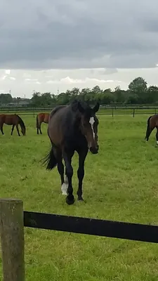 Anema Stables